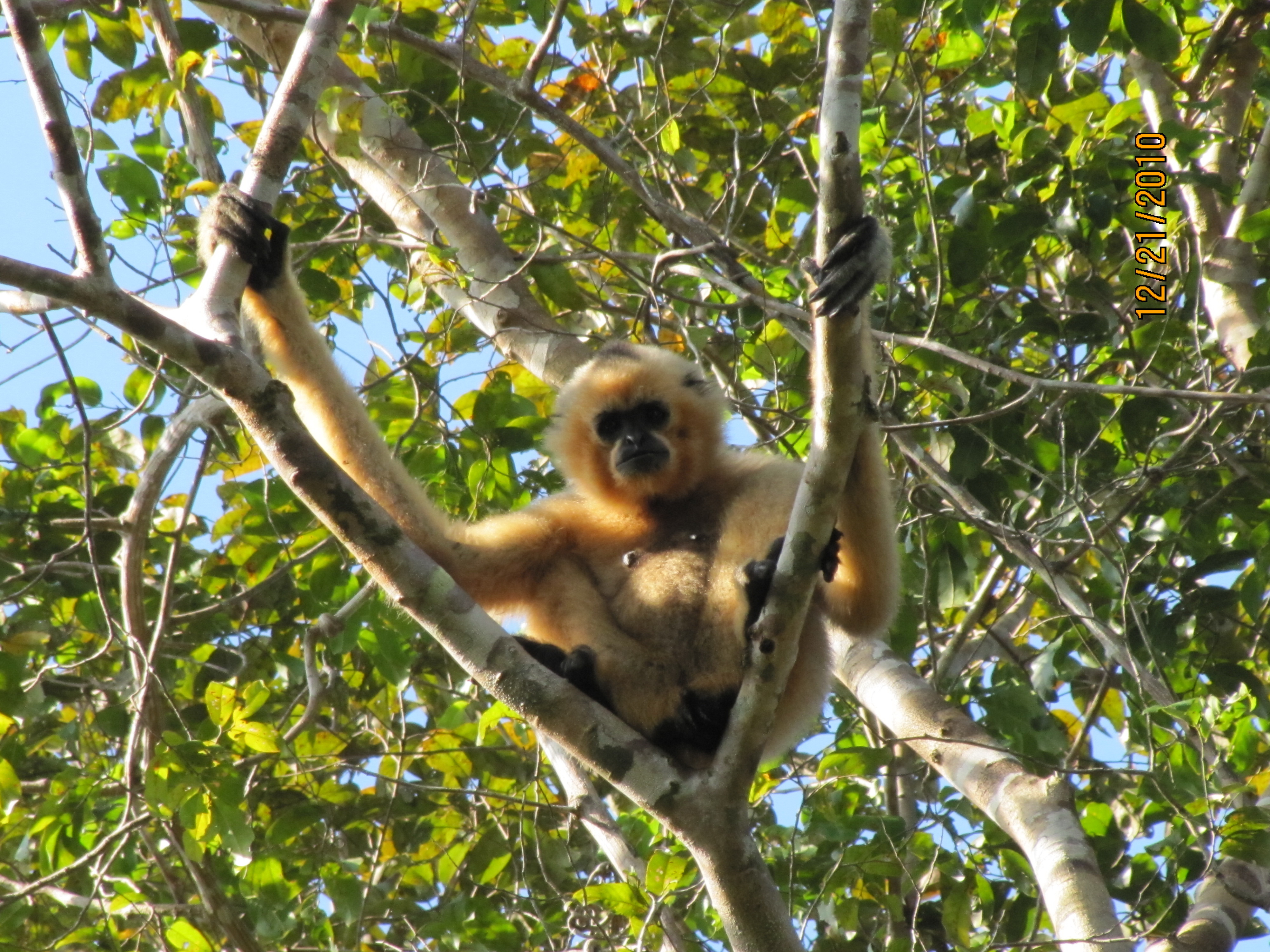 Northern-Buff-cheeked Gibbon